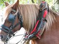 2006 Fete Chataigne(6)